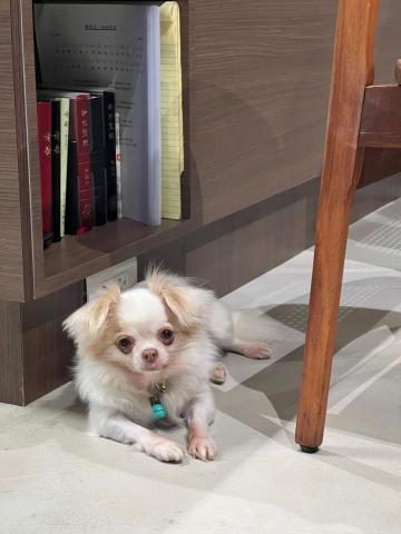 極簡花道家｜瑪莉 - 寵物友善場所