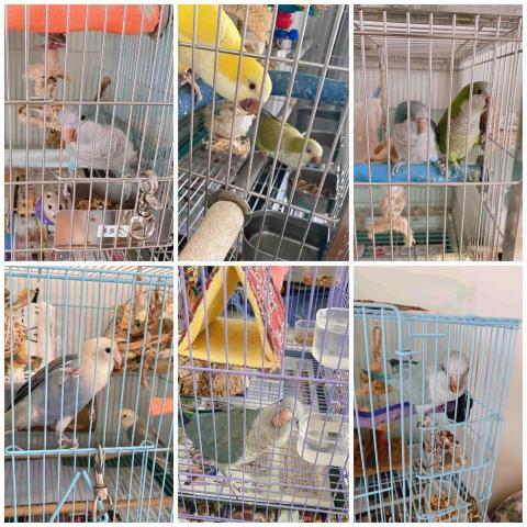 ❗️至臉書預約❗️摸摸頭台南到府寵物保姆 - 