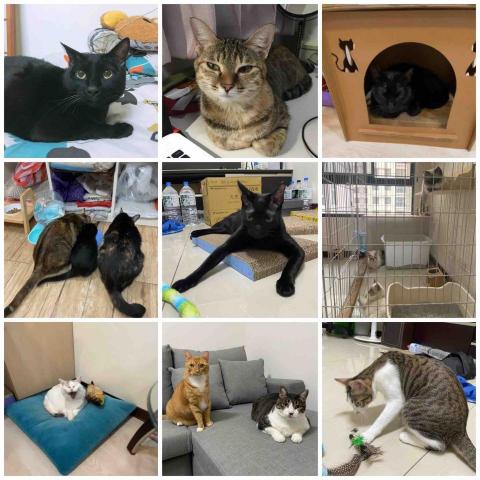 ❗️至臉書預約❗️摸摸頭台南到府寵物保姆 - 