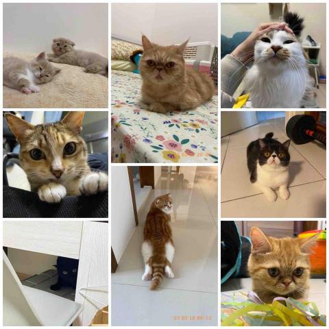 ❗️至臉書預約❗️摸摸頭台南到府寵物保姆 - 