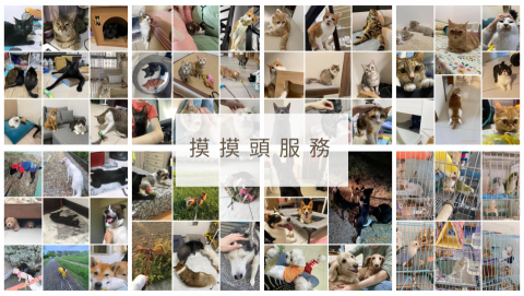 ❗️至臉書預約❗️摸摸頭台南到府寵物保姆 - 