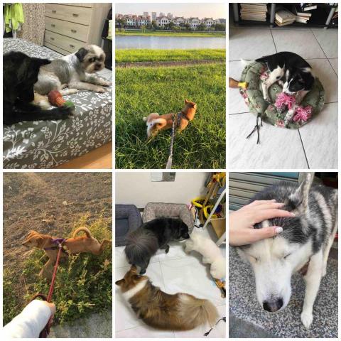 ❗️至臉書預約❗️摸摸頭台南到府寵物保姆 - 