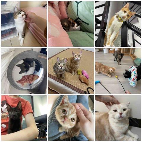 ❗️至臉書預約❗️摸摸頭台南到府寵物保姆 - 