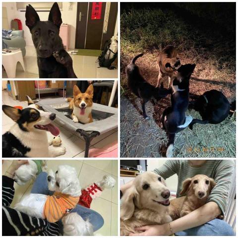 ❗️至臉書預約❗️摸摸頭台南到府寵物保姆 - 