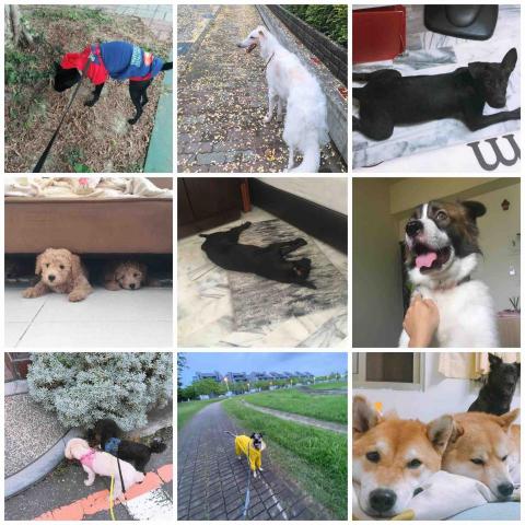 ❗️至臉書預約❗️摸摸頭台南到府寵物保姆 - 