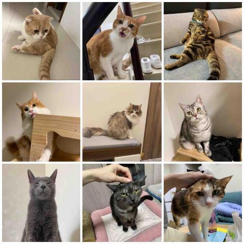 ❗️至臉書預約❗️摸摸頭台南到府寵物保姆 - 