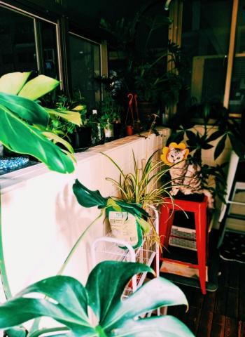 謝肥娜 - 貓與森林