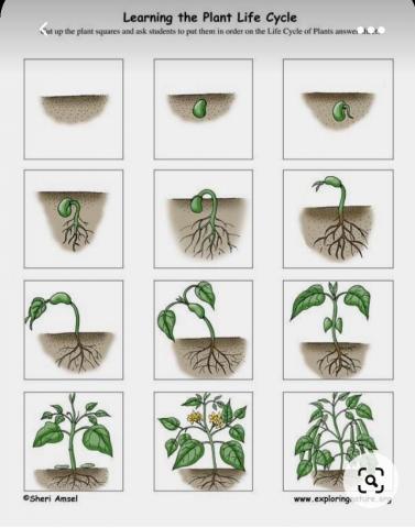 楊琳雅 - 主題教學-種子，種子的成長過程