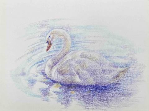 Jasmine老師 - 色鉛筆