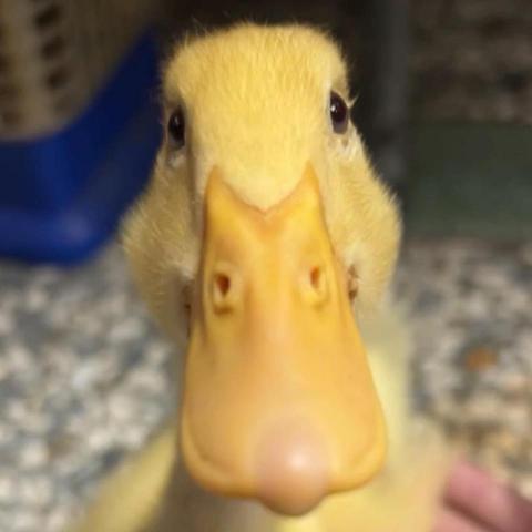 提供輕黏土公仔服務的專家Tia