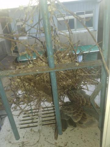 嘉澤滅鼠封堵防治工程 - 清鳥巢消毒塵瞞小蟲 嘉澤滅鼠封堵防治工程 - 清鳥巢消毒塵瞞小蟲