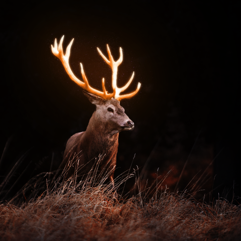 TsaiYing Lee - photoshop_後製調色