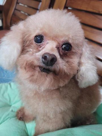 NaNa寵物美容工作室＆日韓保養品銷售跟做spa - 