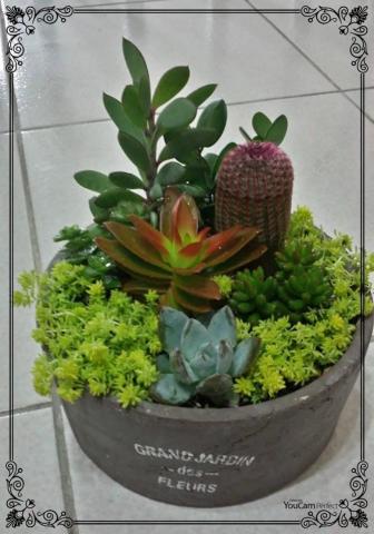 綺Ki工作室 - 多肉植物組盆