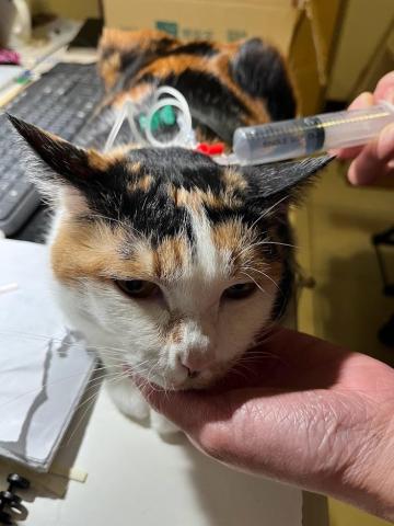 Ellen's pet care 到府寵物保姆 - 需要每天打皮下點滴的泡泡 Ellen's pet care 到府寵物保姆 - 需要每天打皮下點滴的泡泡