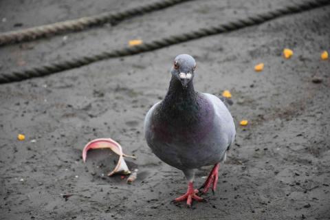 提供公關pr服務的專家鴿子傳媒