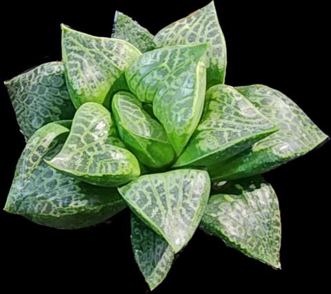 綺Ki工作室 - 照片 去背