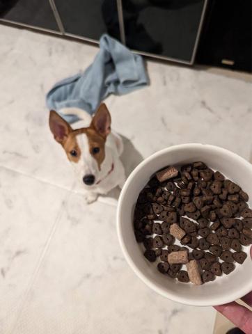 Renee 小妍-三峽專業寵物保姆 - 