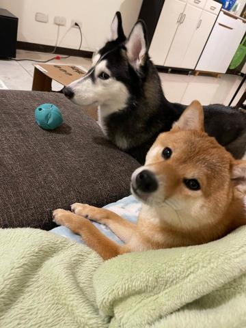 Renee 小妍-三峽專業寵物保姆 - 