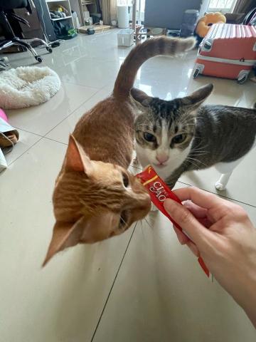 Renee 小妍-三峽專業寵物保姆 - 