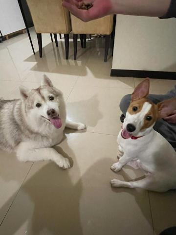 Renee 小妍-三峽專業寵物保姆 - 