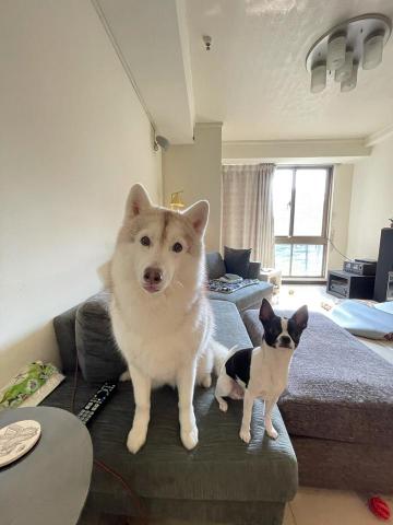 Renee 小妍-三峽專業寵物保姆 - 