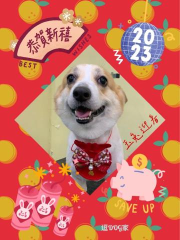 王彙筑 - 寵物接送