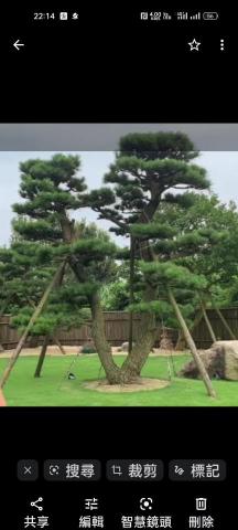 森淼庭院造景工程 - 雙幹珍比