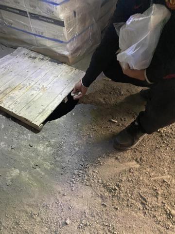 布萊頓環衛 - 孳生源控管 布萊頓環衛 - 孳生源控管