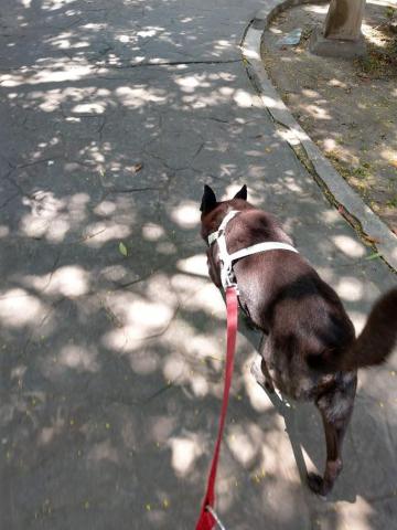 Ellen's pet care 到府寵物保姆 - 開心散步 Ellen's pet care 到府寵物保姆 - 開心散步