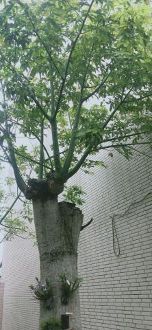 新竹除草，新竹鋸樹，園藝服務 - 