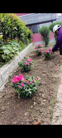 新竹鋸樹，除草，割草 - 種花，擺設