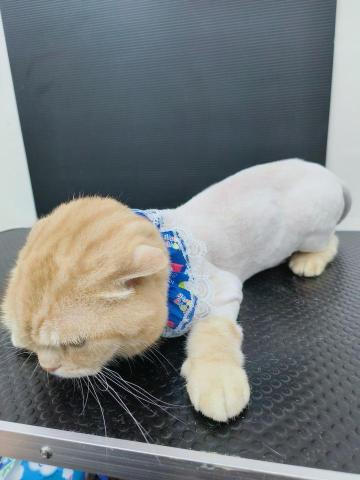 囍狗寵物沙龍 - 