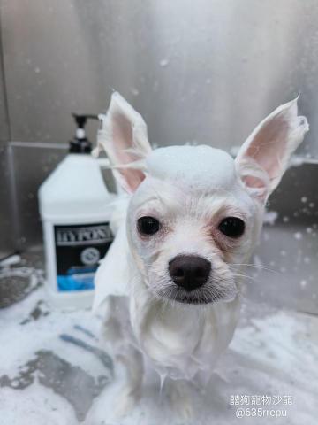 囍狗寵物沙龍 - 