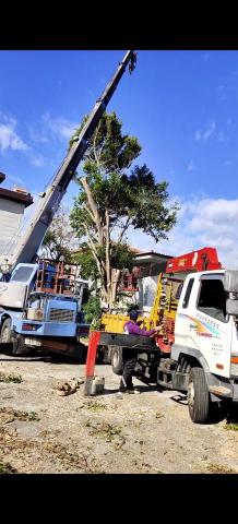 新竹鋸樹，除草，割草 - 鋸樹團隊