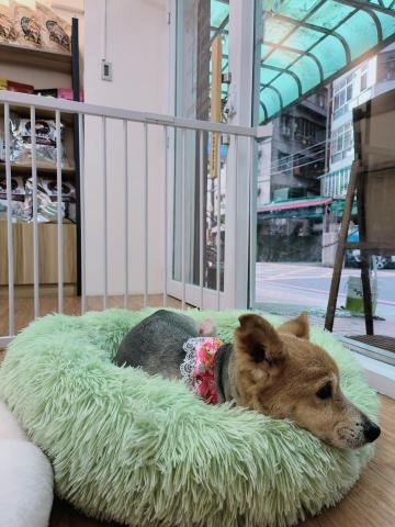 囍狗寵物沙龍 - 