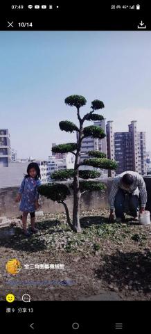 新竹鋸樹，除草，割草 - 樹木修剪