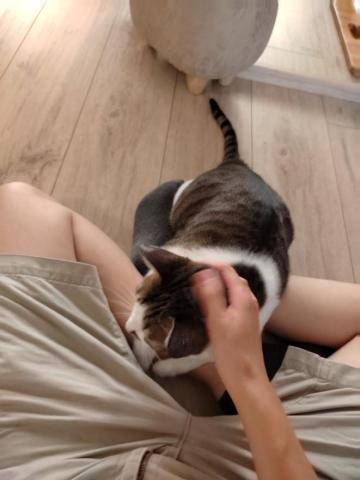 Ellen's pet care 到府寵物保姆 -  Ellen's pet care 到府寵物保姆 -