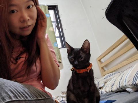 斯東貓英文 - 寵物保姆&mdash;貓