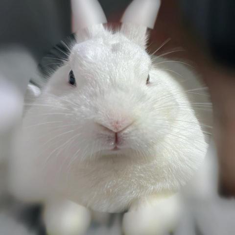 提供美術編輯服務的專家茵茵