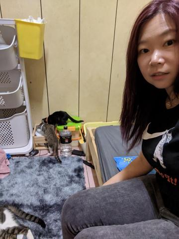 斯東貓英文 - 寵物保姆&mdash;貓