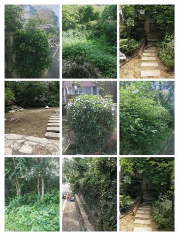 新竹除草，新竹鋸樹，園藝服務 - 