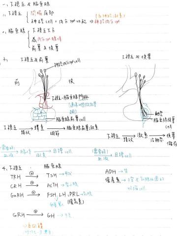蔡佩臻 - 高中生物筆記-內分泌