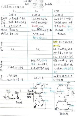 蔡佩臻 - 高中生物筆記-植物