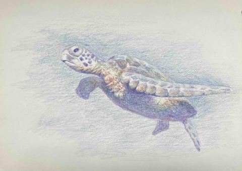 Jasmine老師 - 色鉛筆