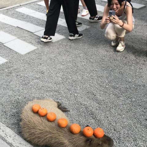 臺灣好好玩Taiwan fun  - 農場動物好親近不怕生?