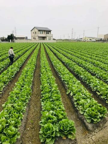 臺灣好好玩Taiwan fun  - 美生菜村