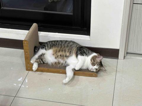 郭明綺 -  郭明綺 -