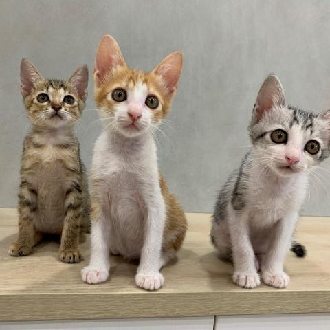 提供休息旅館服務的專家貓咪幼幼班園長