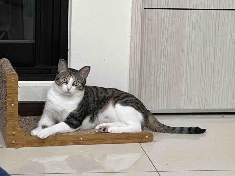 郭明綺 -  郭明綺 -